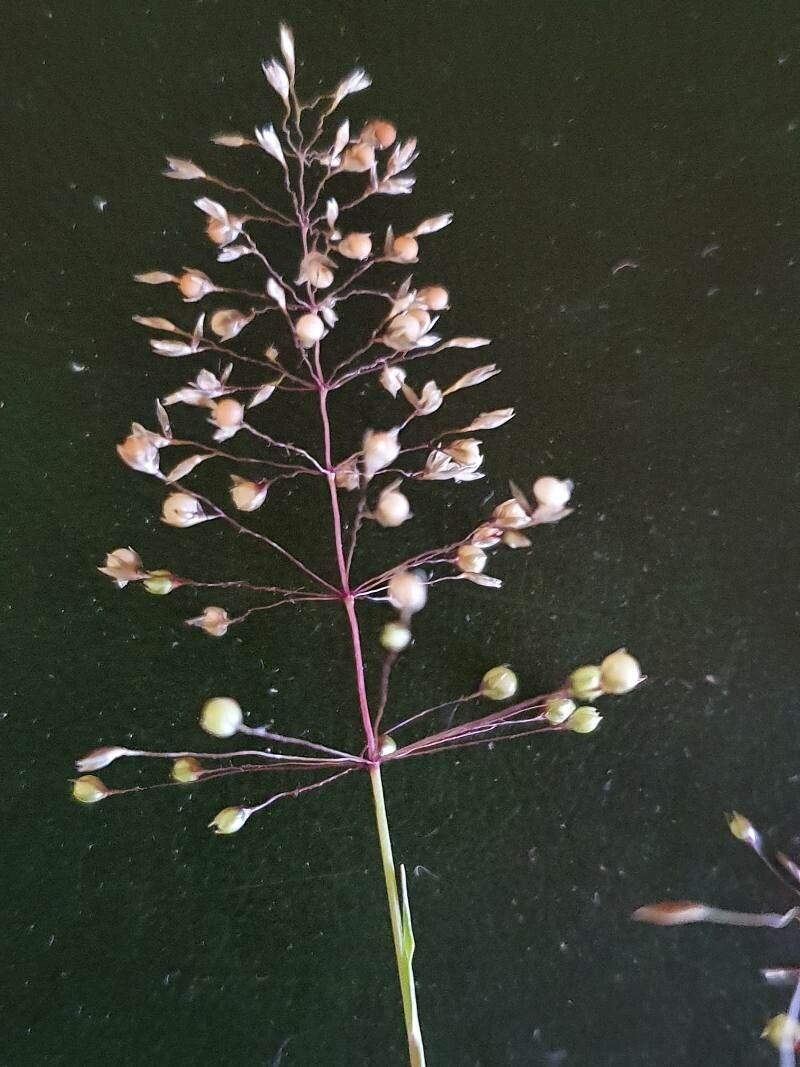 Sporobolus discosporus flower