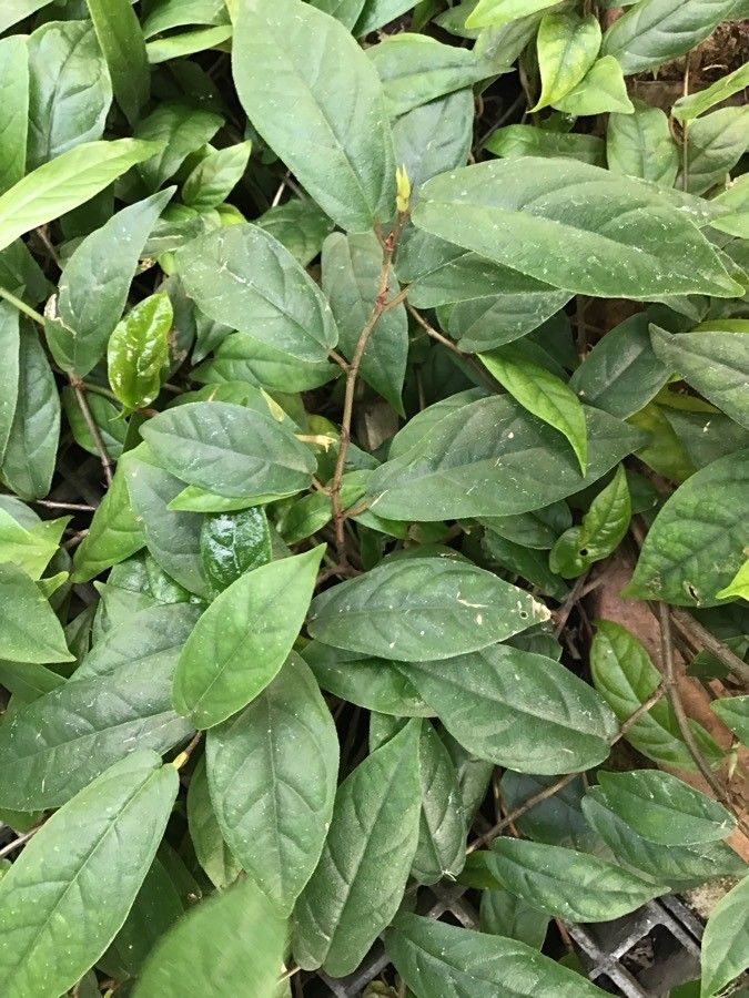 Ficus sagittata — search result for 'Moraceae'