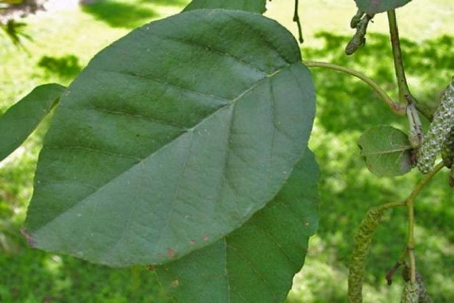 Alnus orientalis — search result for 'Cyprus'