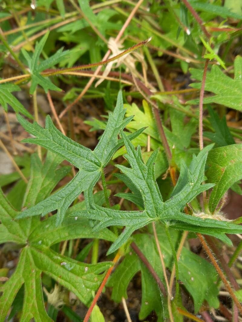 Callirhoe involucrata leaf