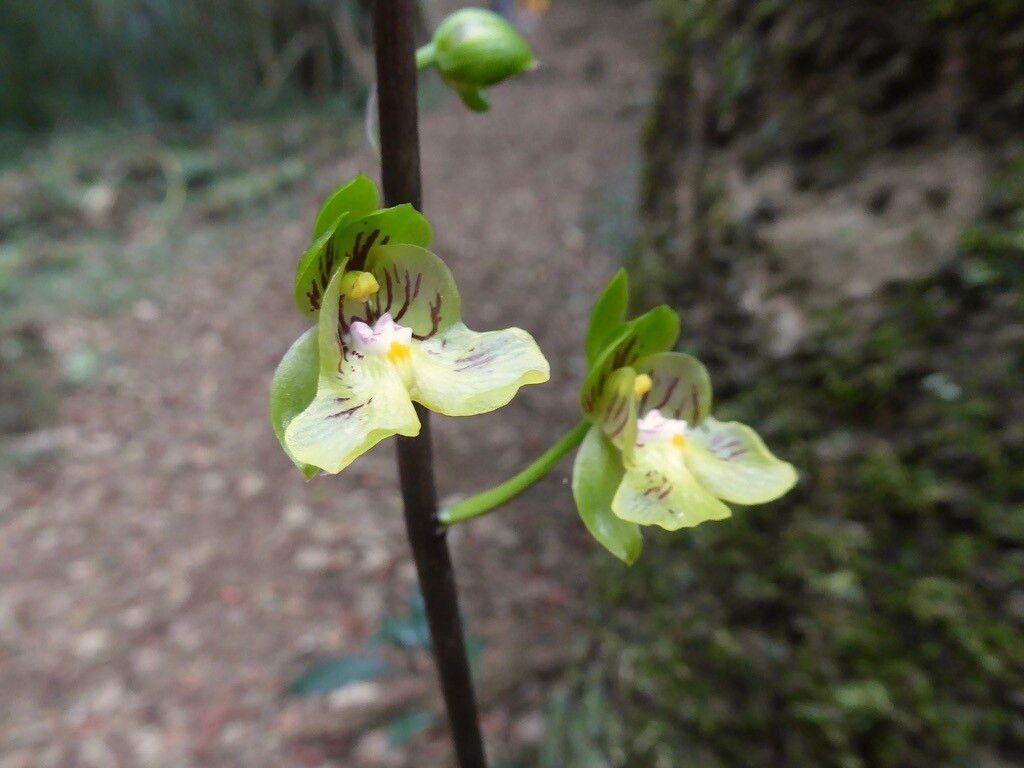 Eulophia ambrensis — houseplant care guide