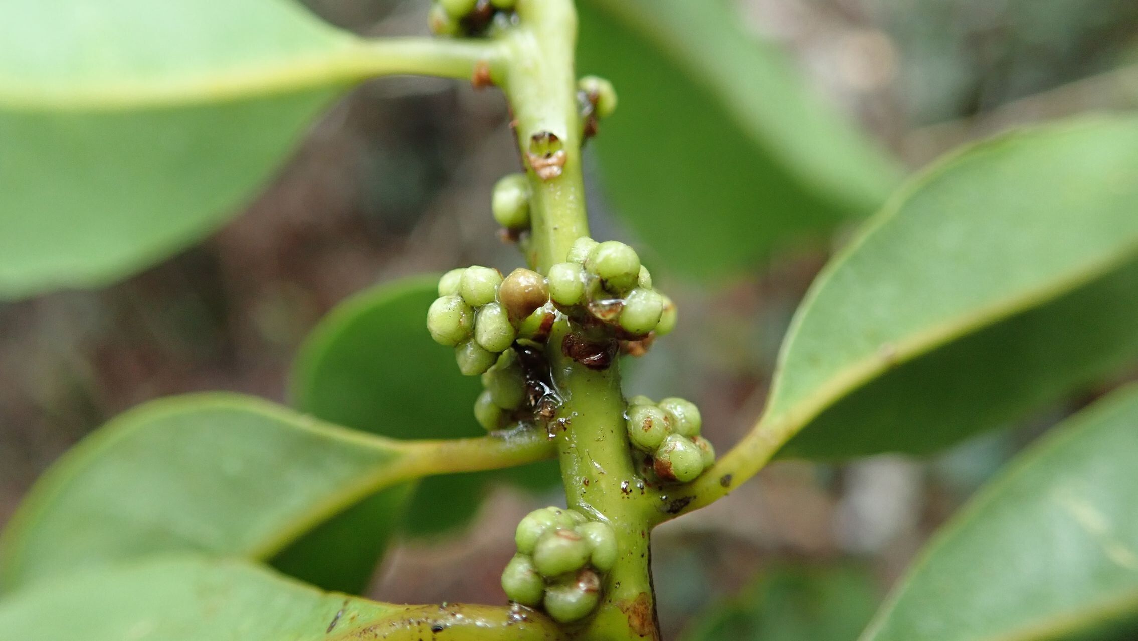 Symplocos montana fruit
