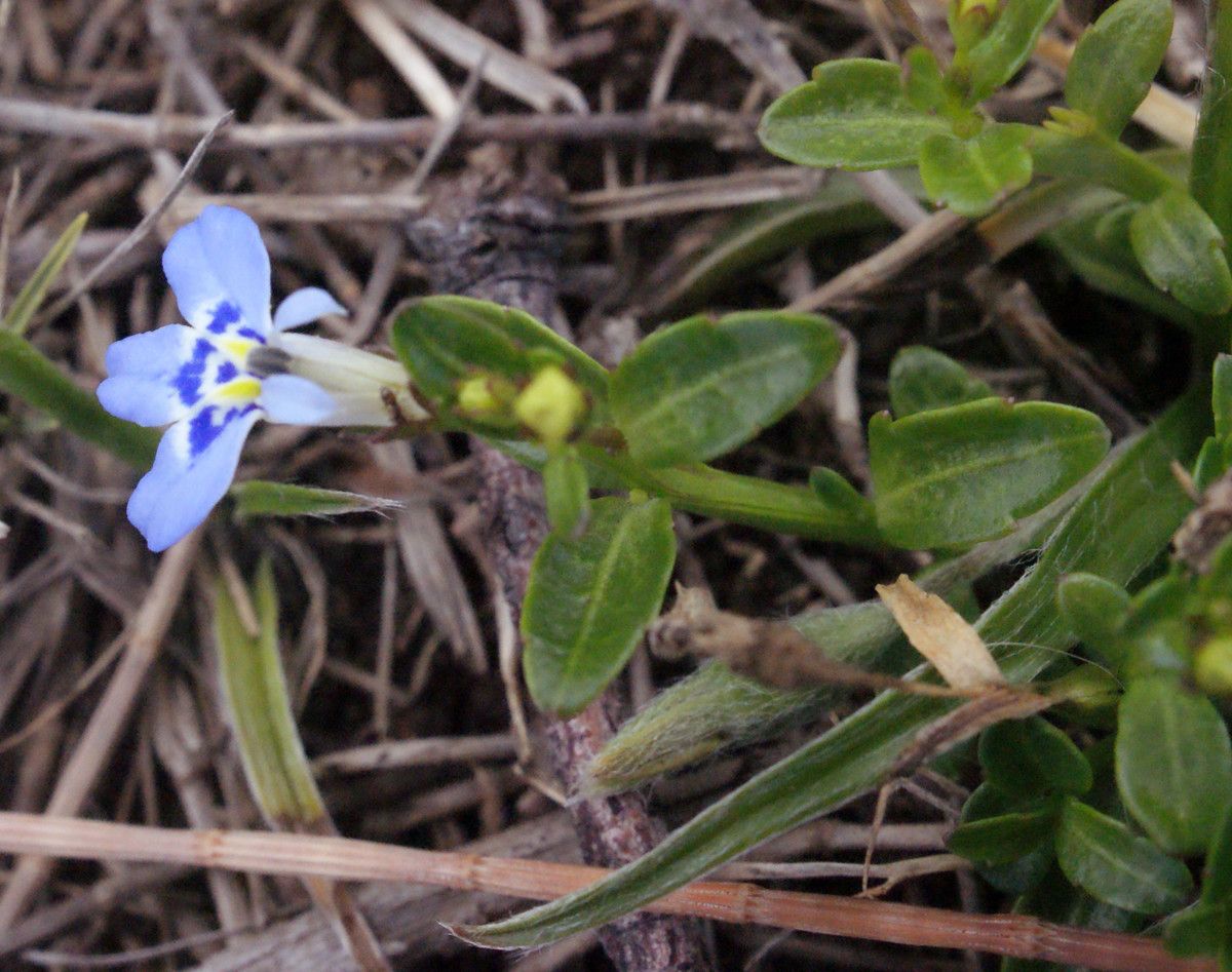 Lobelia serpens — search result for 'Lobelia'
