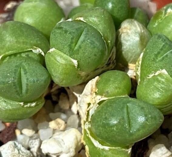 Conophytum saxetanum leaf