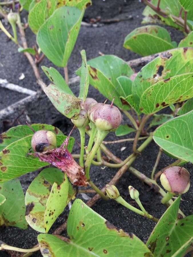 Ipomoea pes-caprae fruit