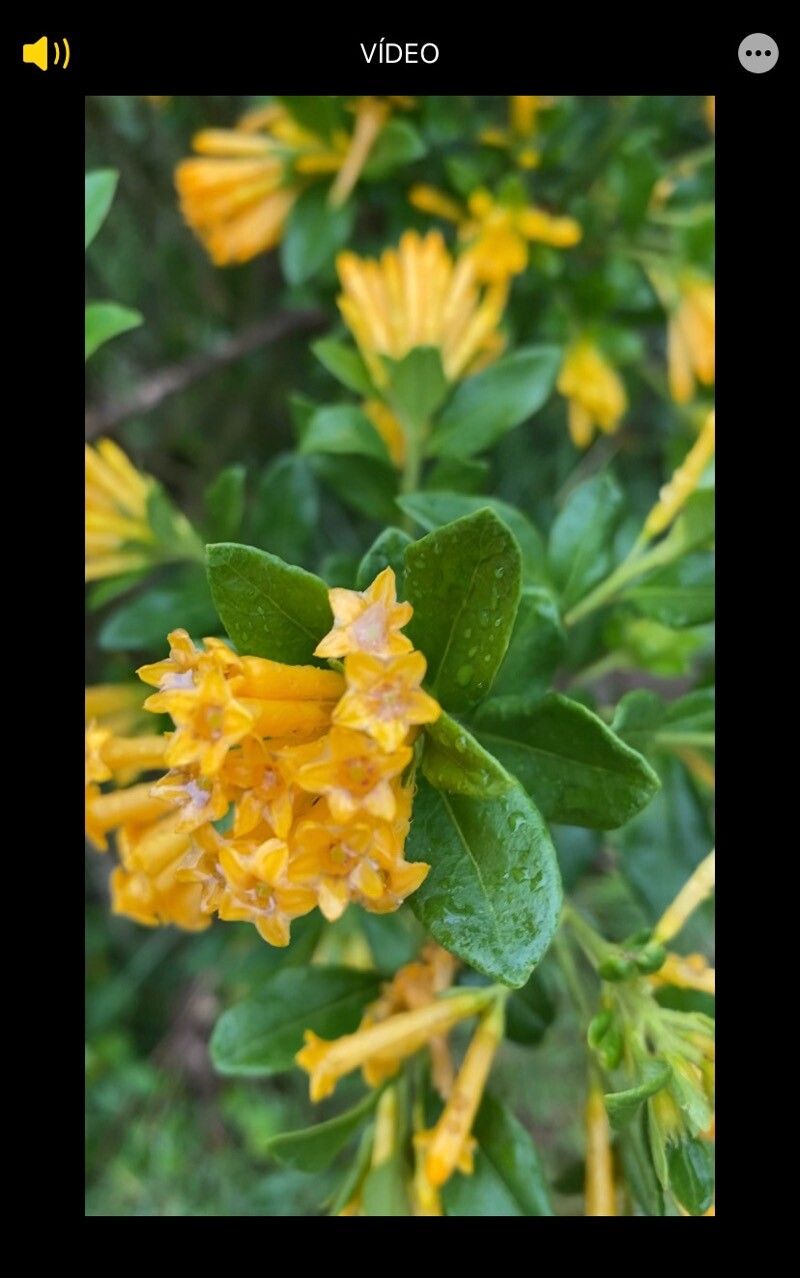 Cestrum corymbosum flower