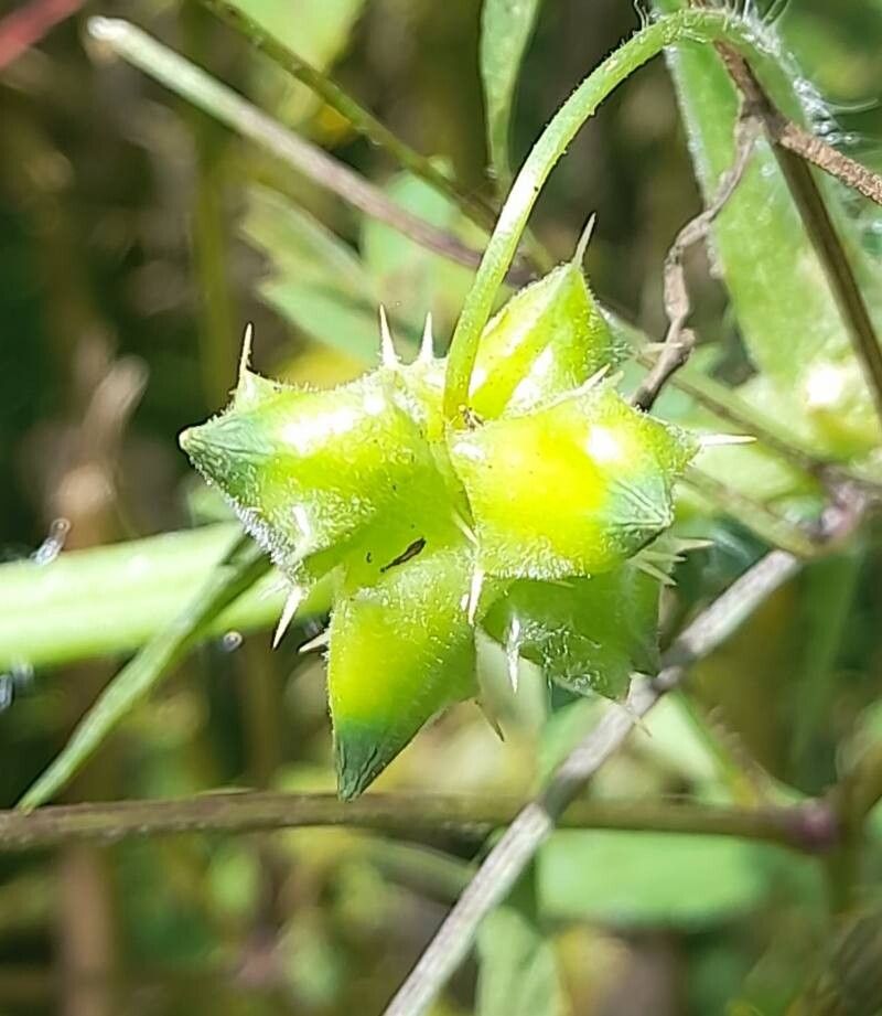 Sicyos odonellii fruit