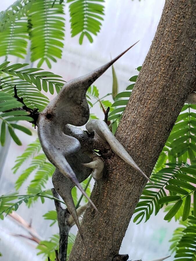 Acacia collinsii other