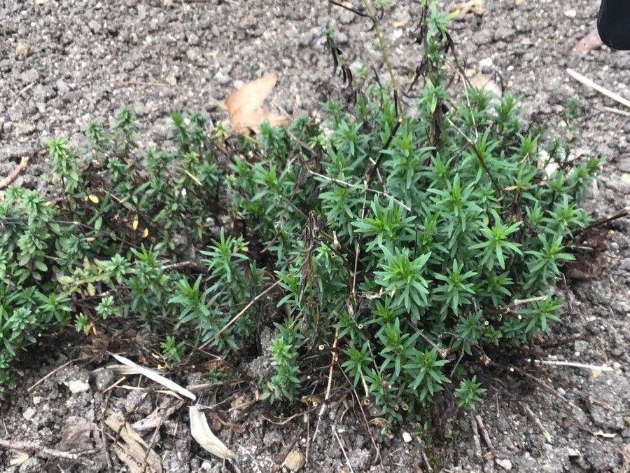 Asperula tinctoria habit