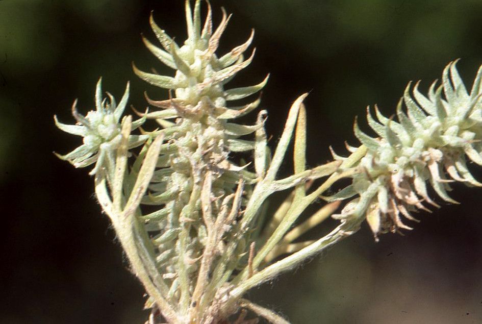 Achillea falcata fruit