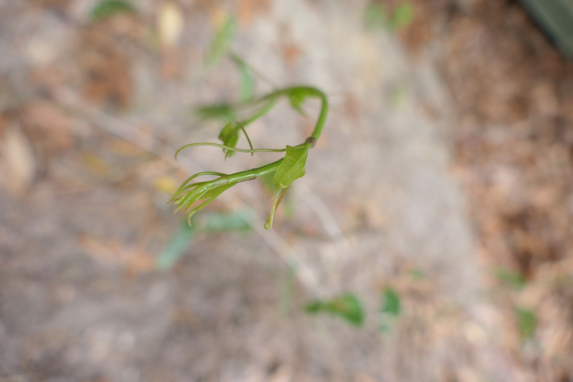 Smilax auriculata habit