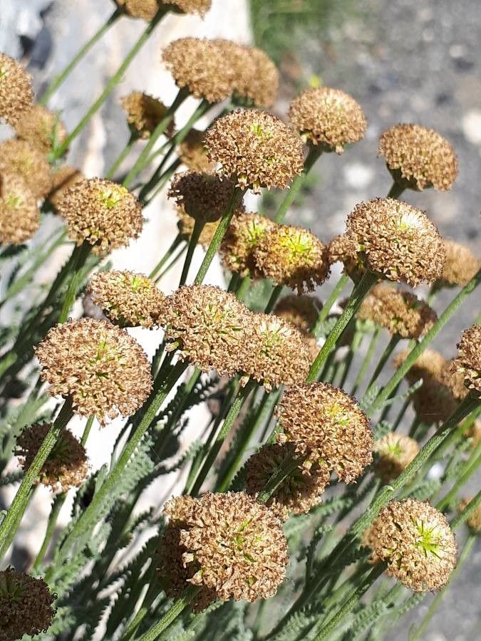 Santolina rosmarinifolia fruit