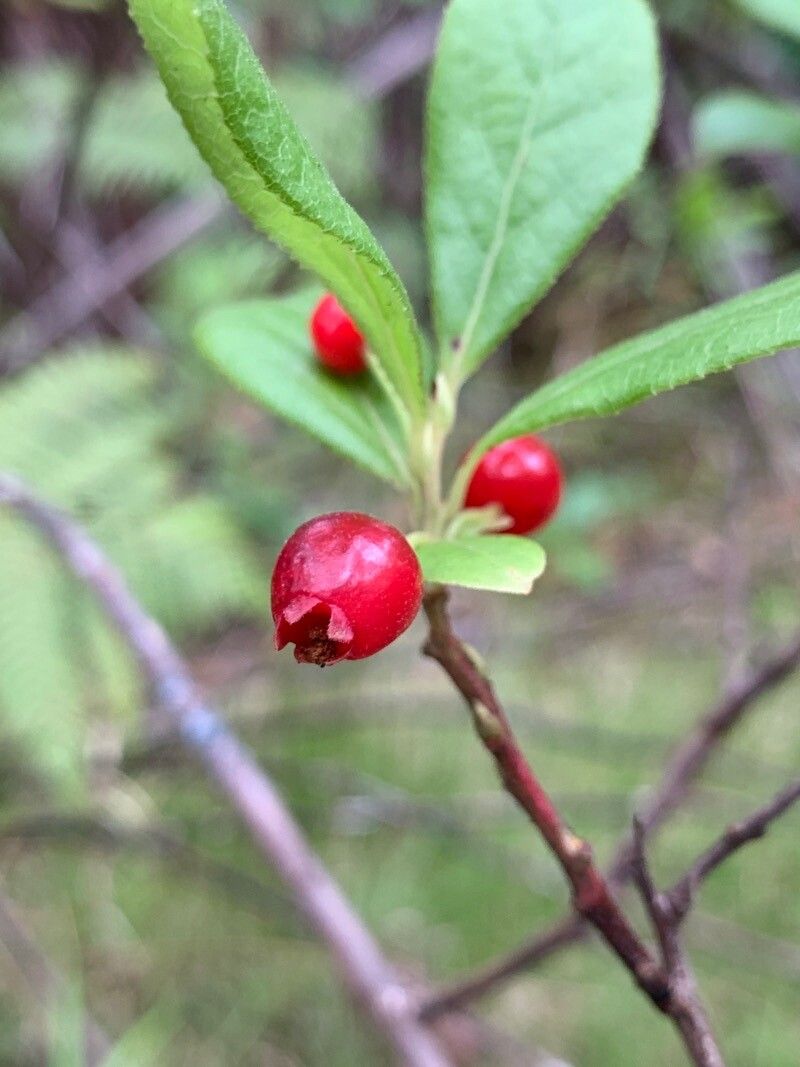 Vaccinium calycinum fruit