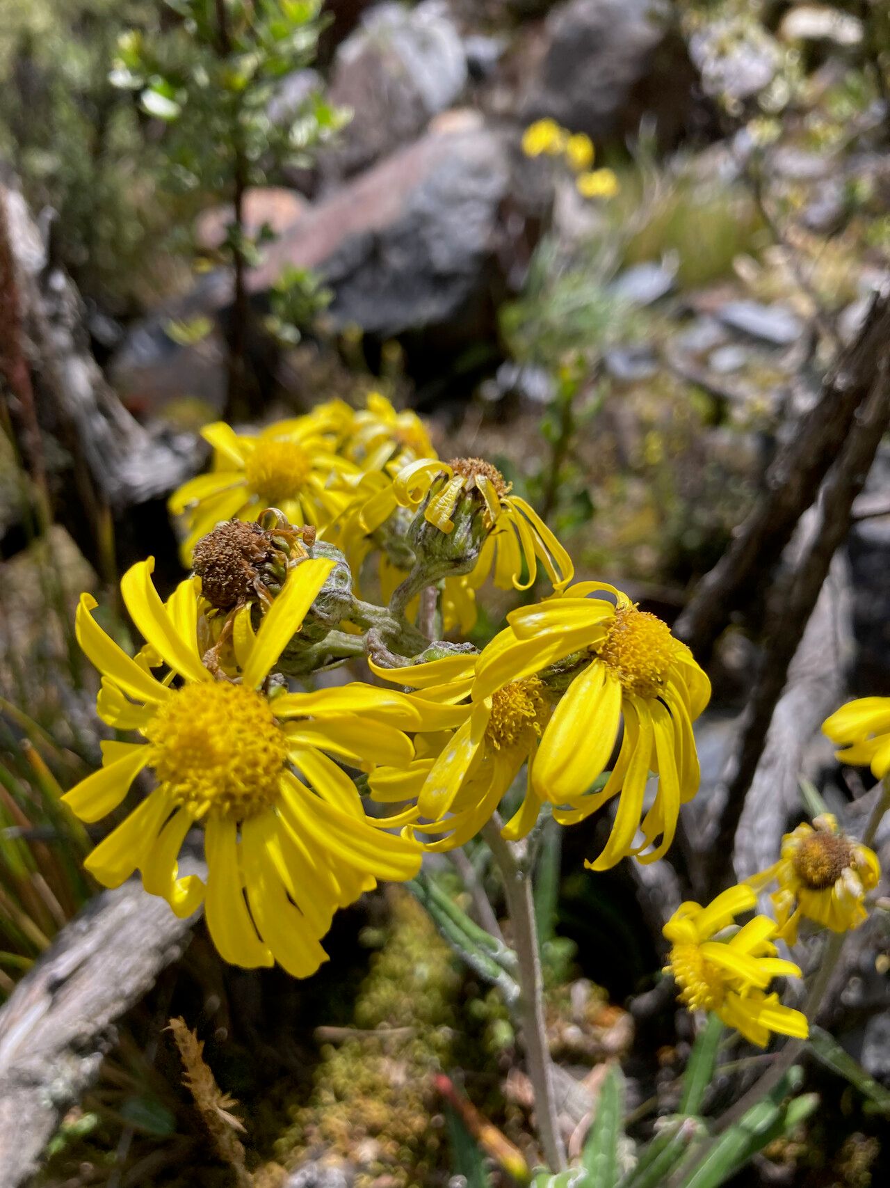 Senecio soukupii flower