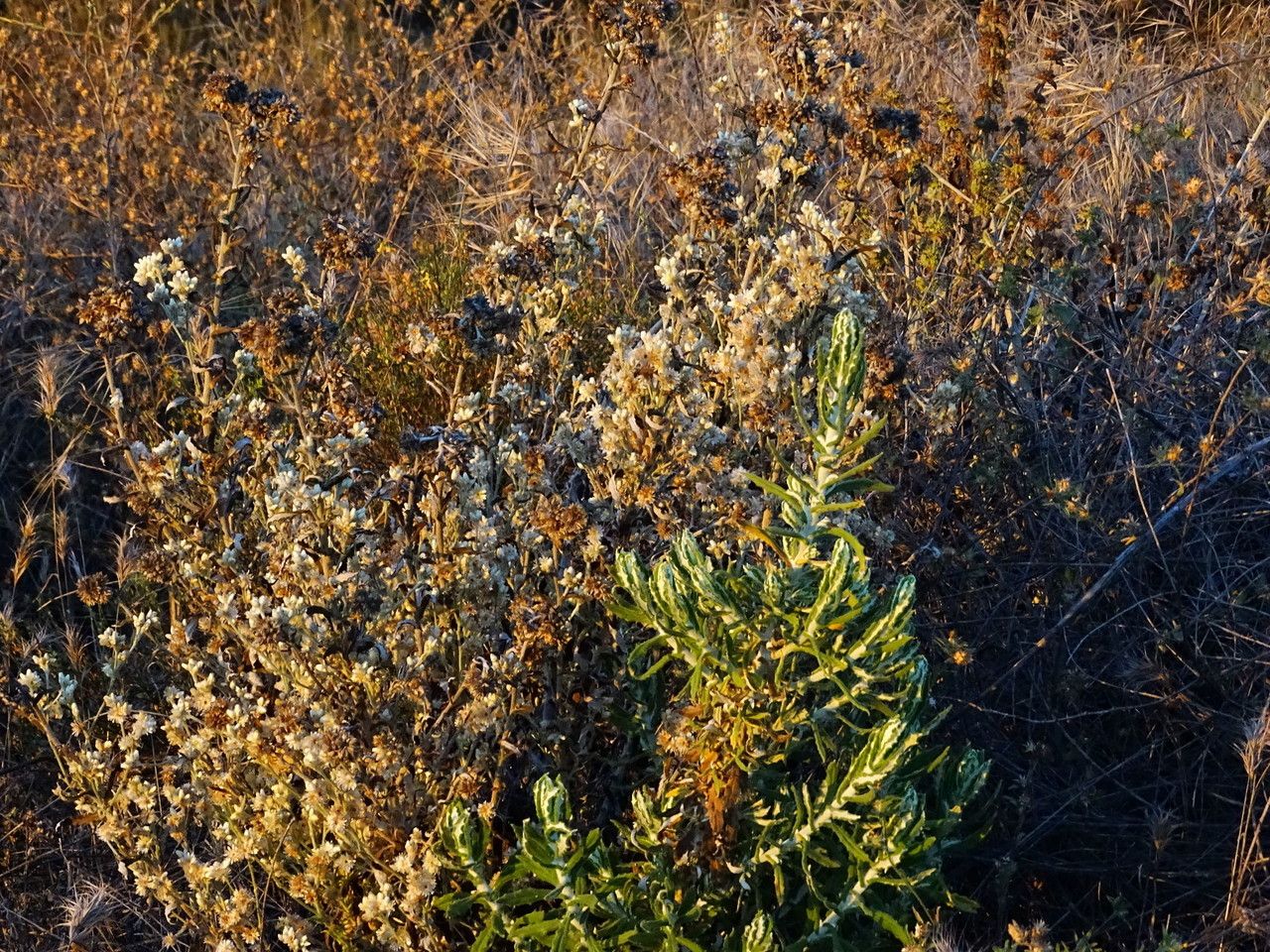 Pseudognaphalium biolettii habit