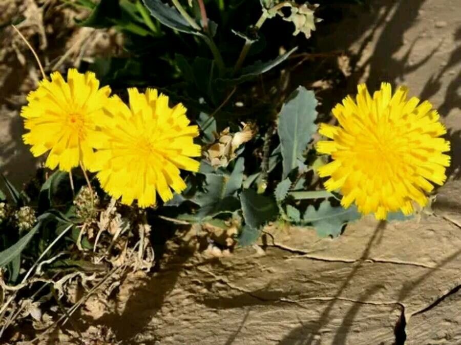 Launaea angustifolia — related species from the same genus
