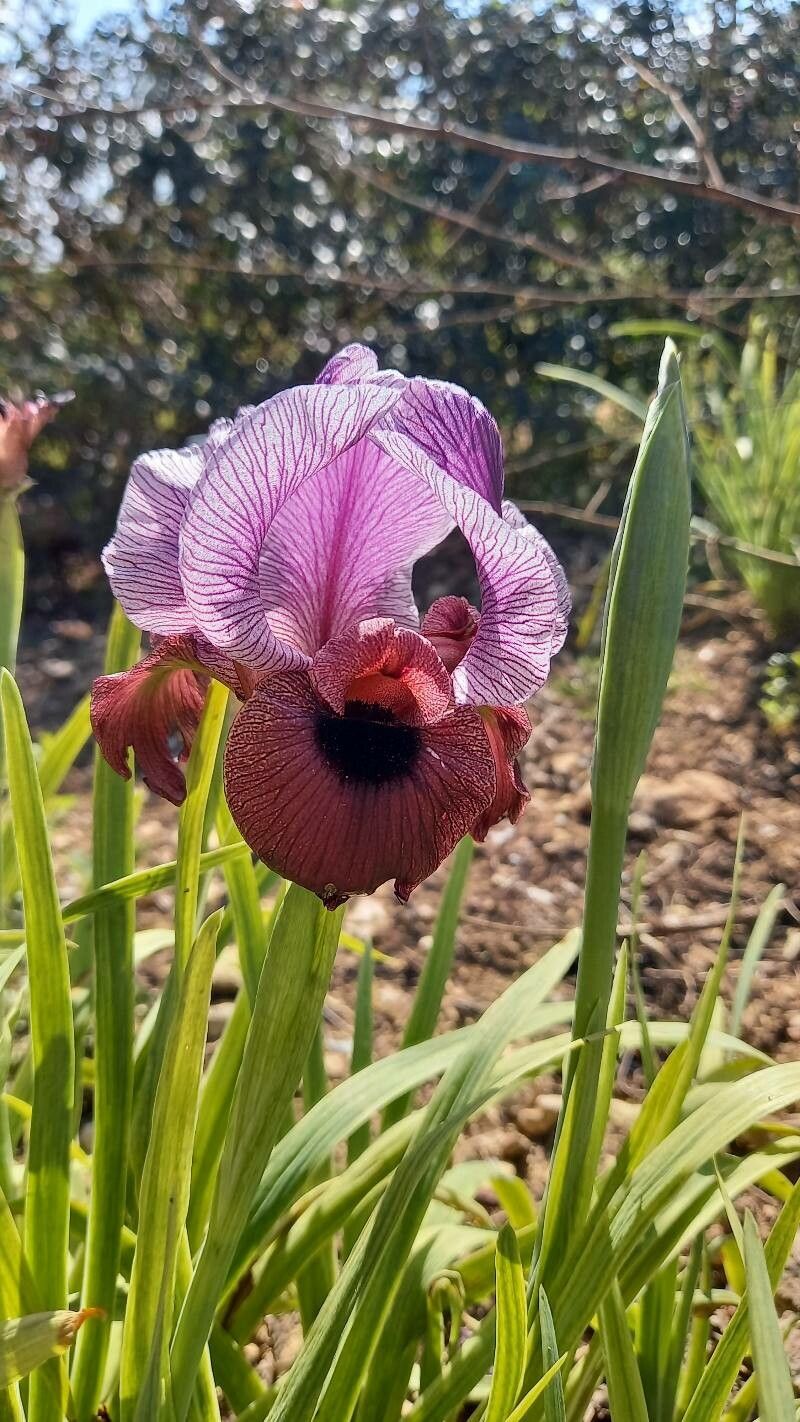 Iris mariae flower