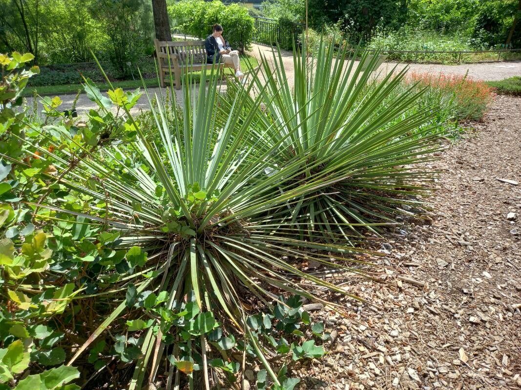 Hesperoyucca whipplei habit
