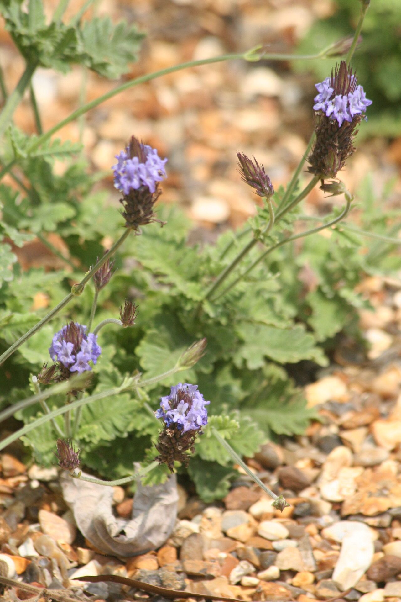 Lavandula aristibracteata flower