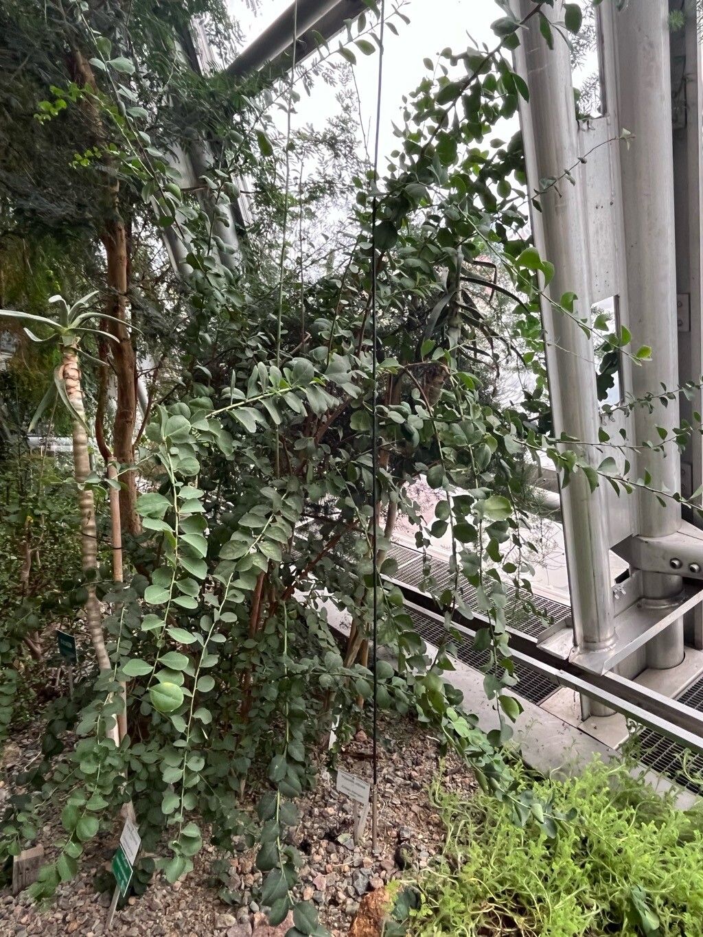 Elaeodendron transvaalense habit