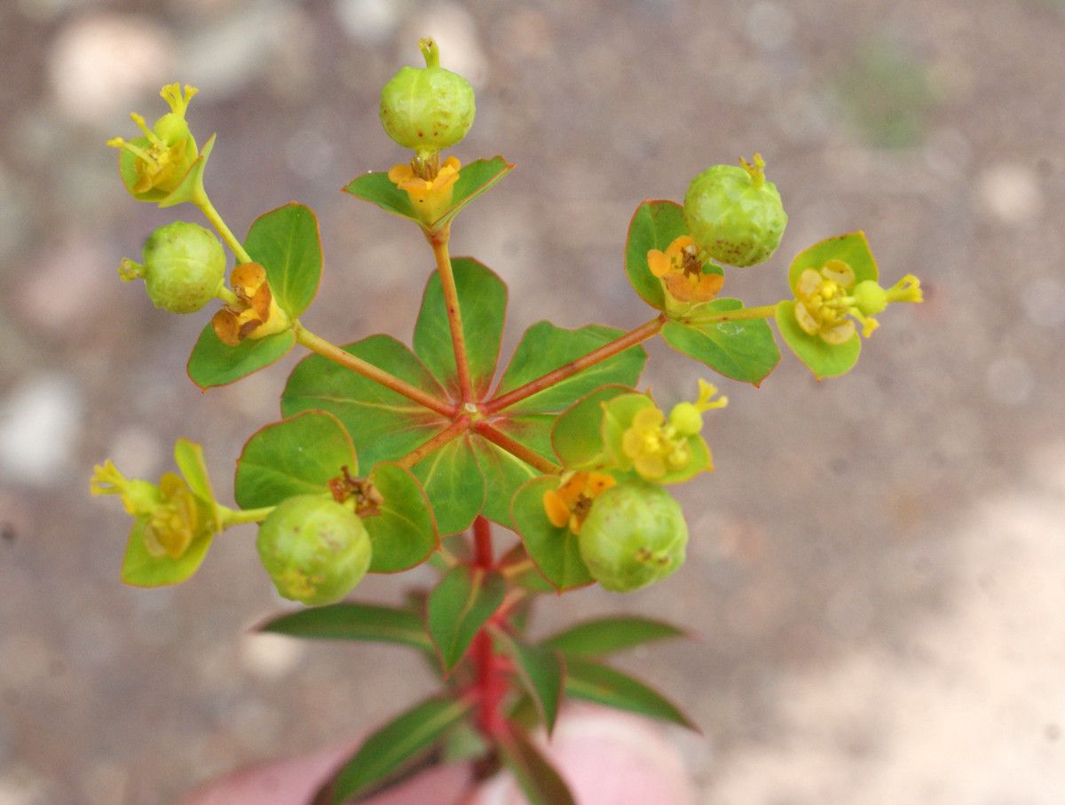 Euphorbia clementei fruit