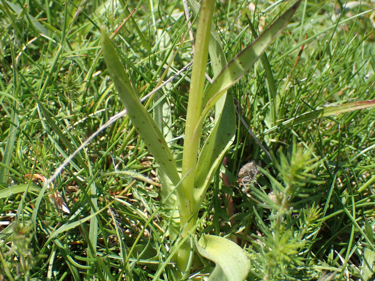 Dactylorhiza sambucina — search result for 'Orchidaceae'