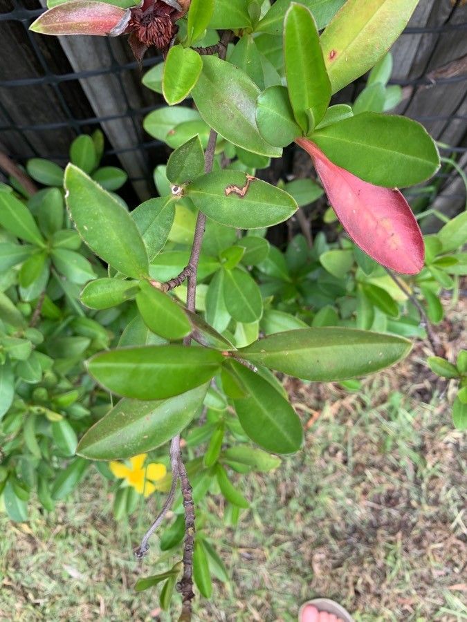 Hibbertia scandens leaf