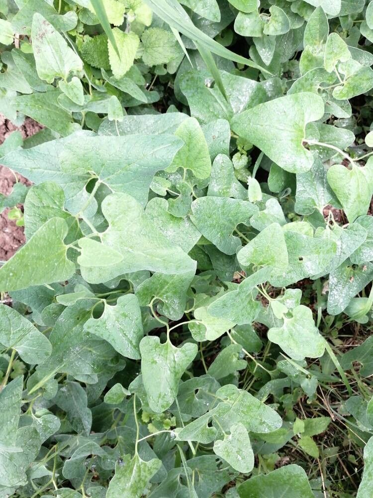 Aristolochia hirta — search result for 'Aristolochia'