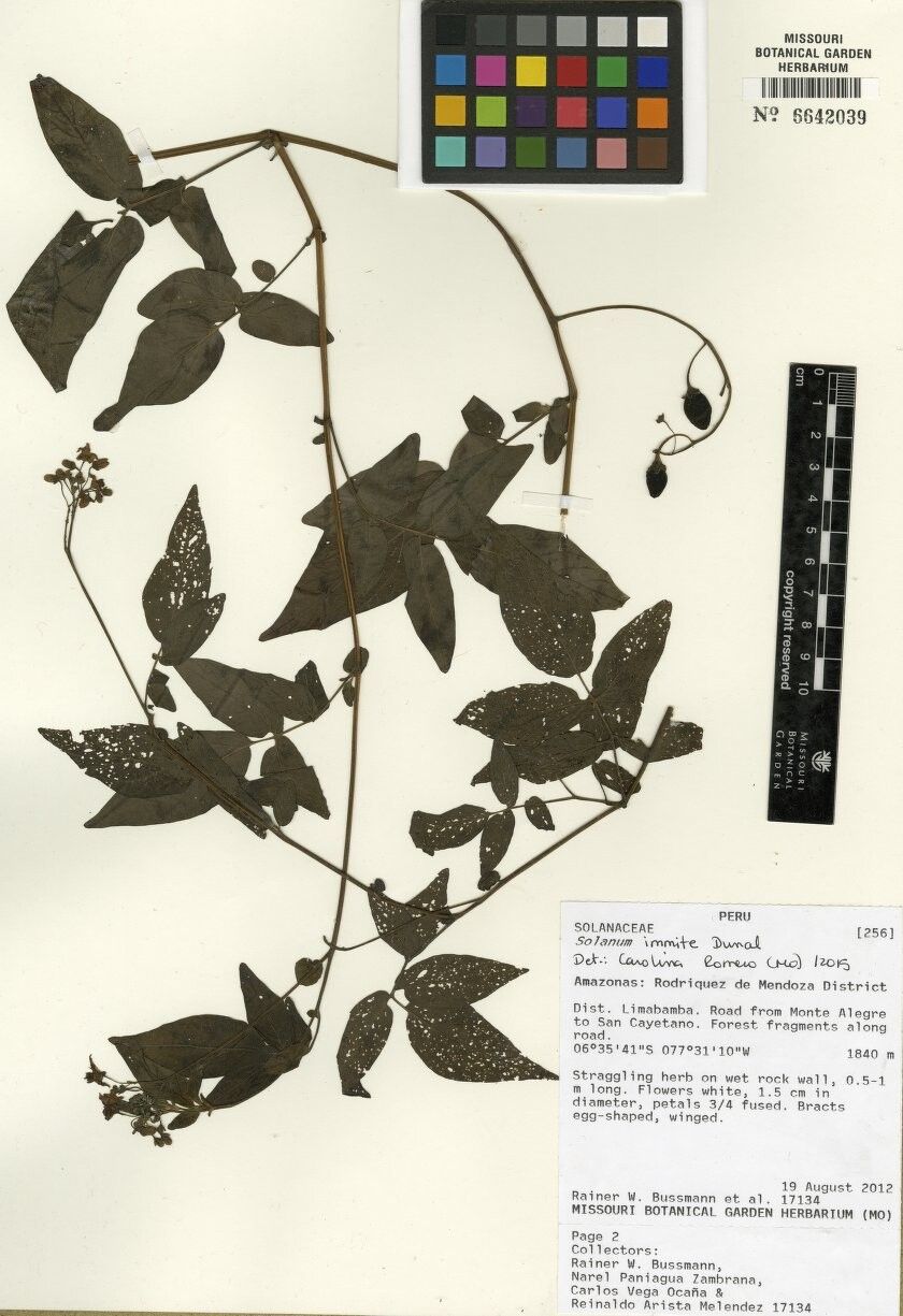 Solanum immite — houseplant care guide