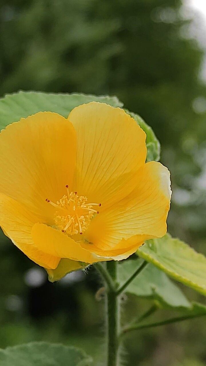 Abutilon mollissimum flower