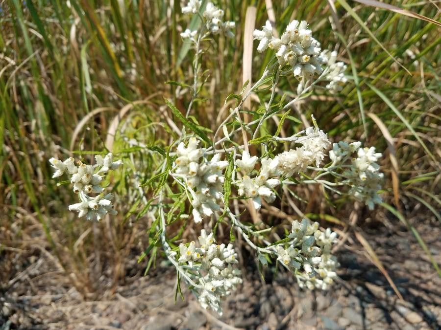 Pseudognaphalium californicum flower