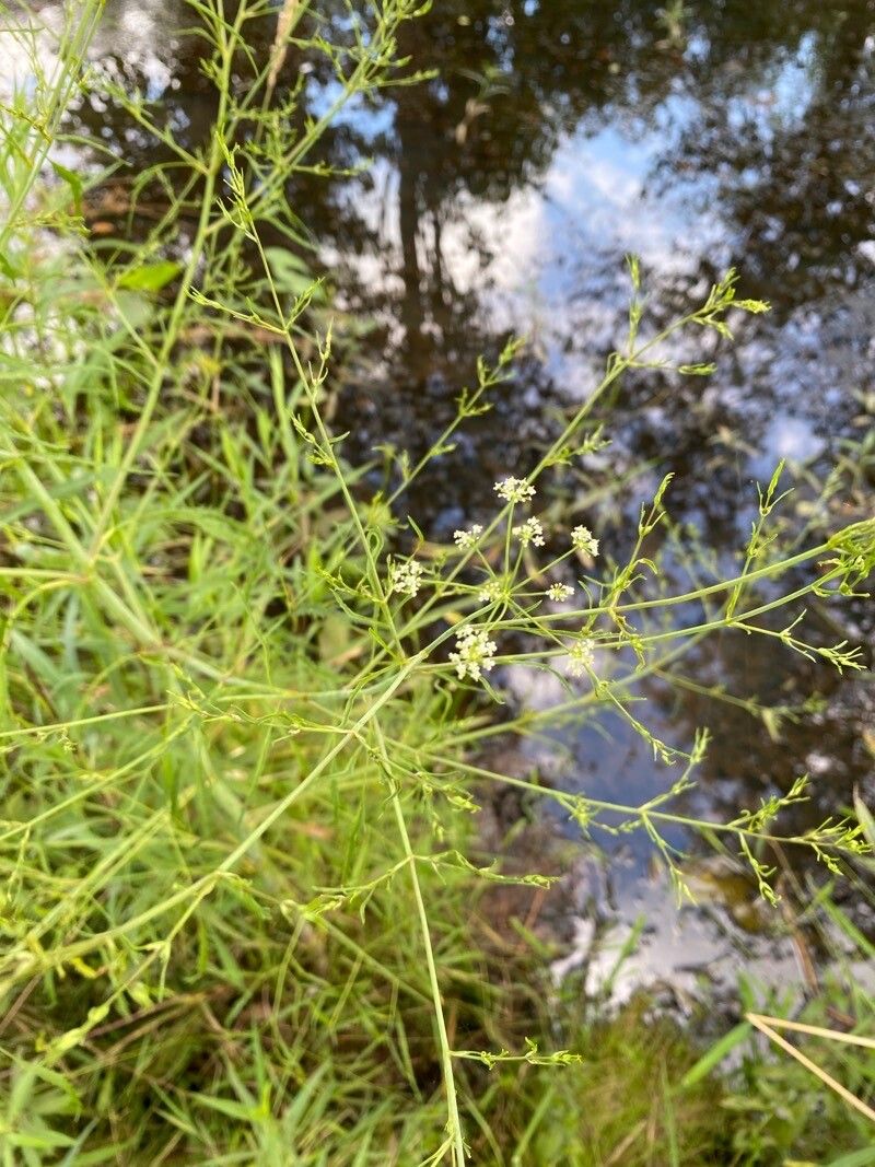 Cicuta bulbifera flower