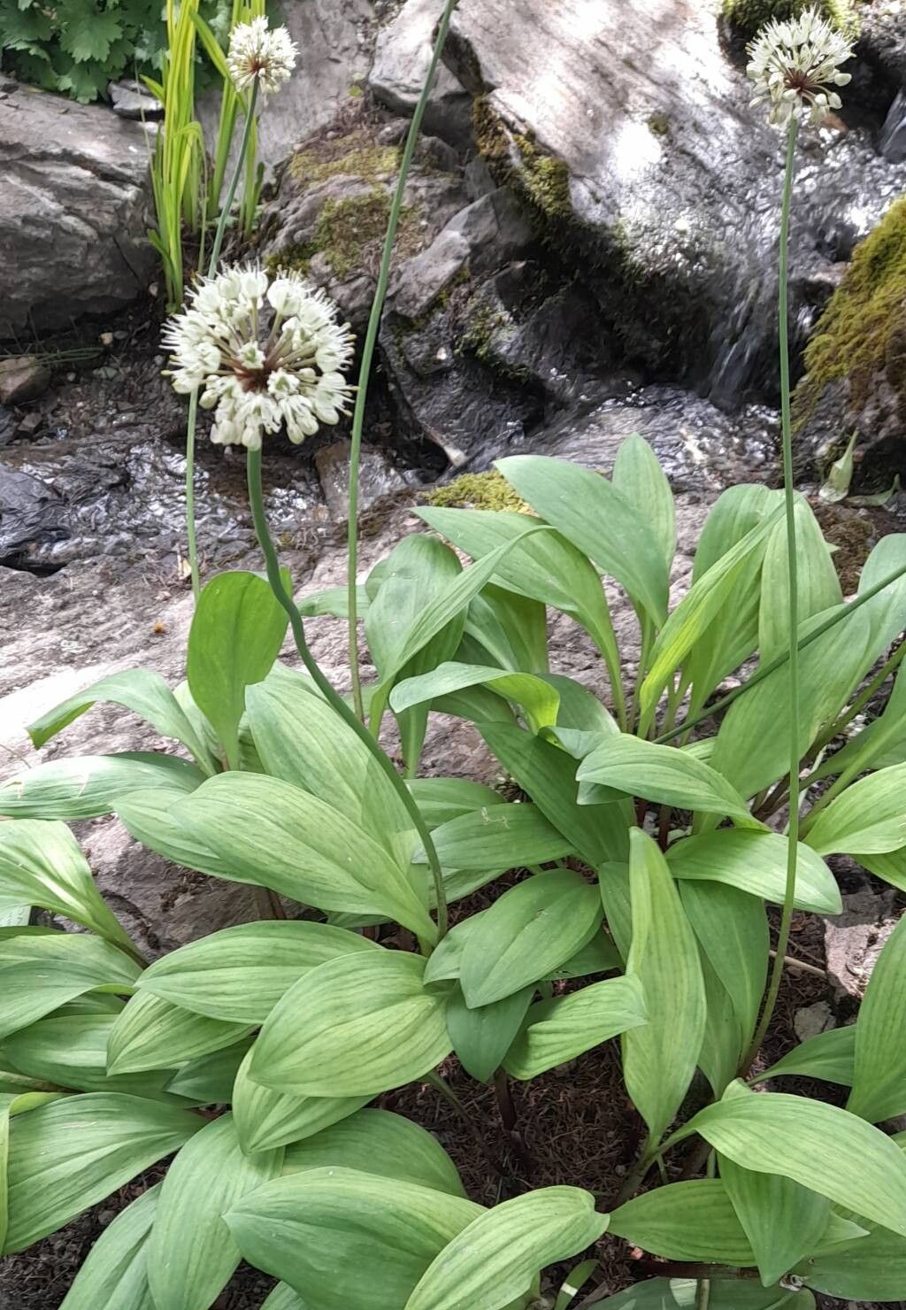 Allium ochotense habit