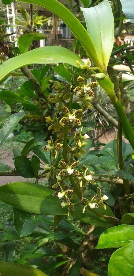 Prosthechea vespa — houseplant care guide