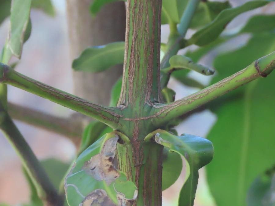 Garcinia livingstonei habit