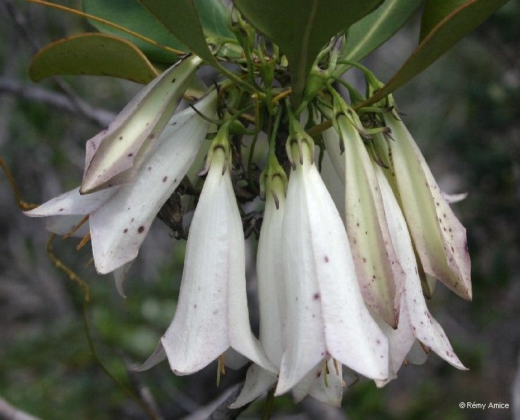 Thiollierea artensis fruit