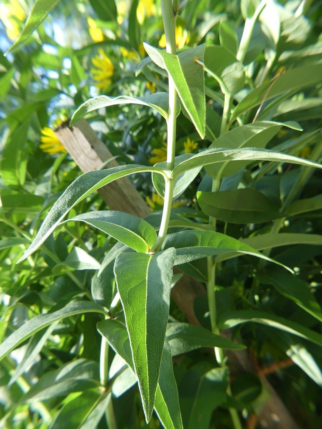 Silphium integrifolium