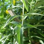 Silphium integrifolium
