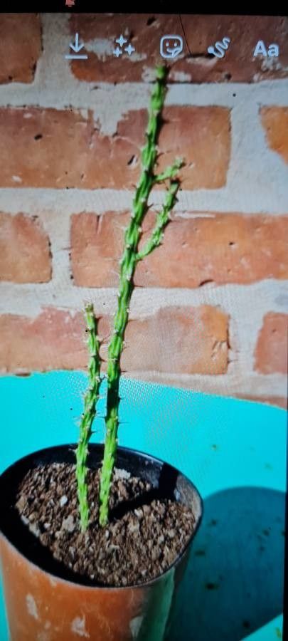 Harrisia adscendens flower