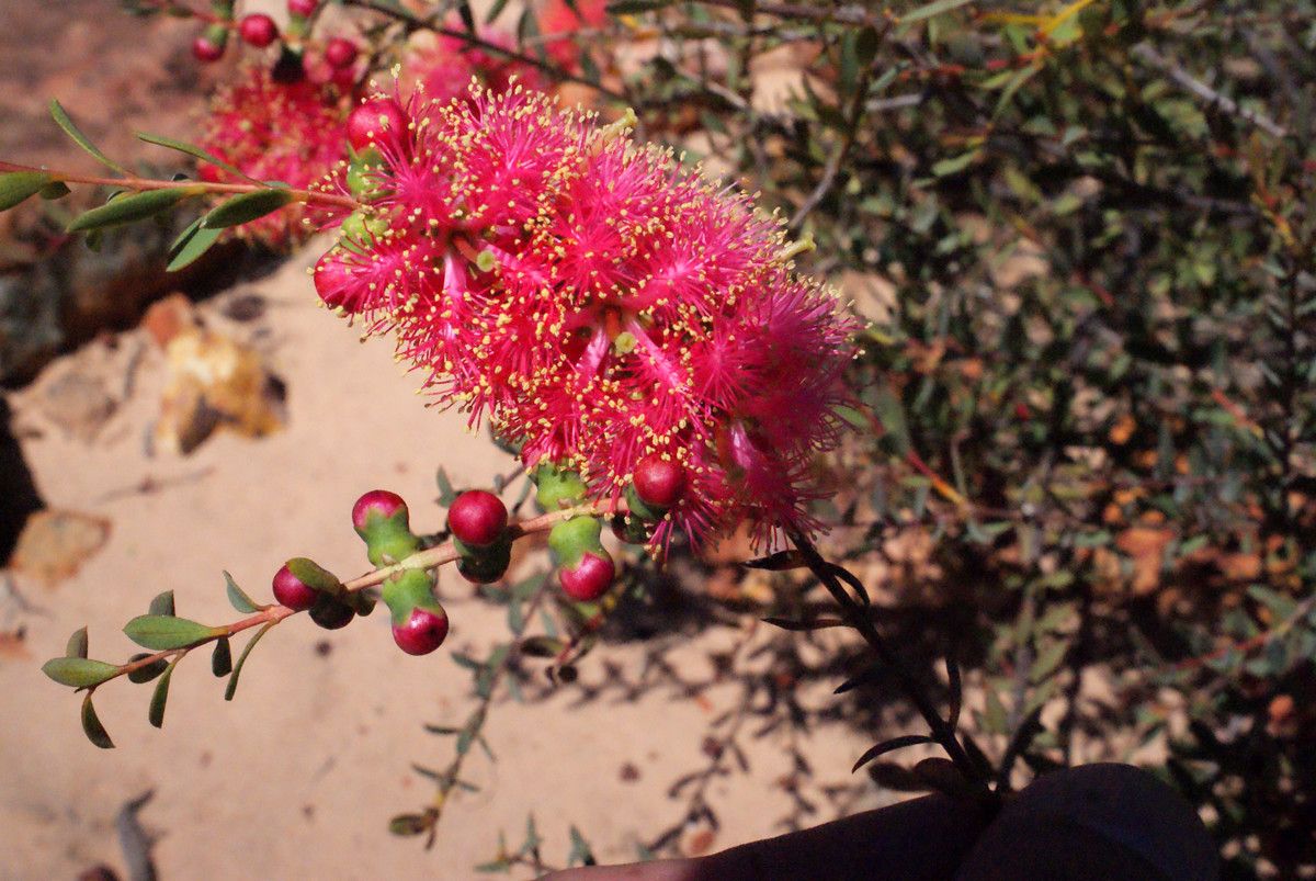 Melaleuca radula flower
