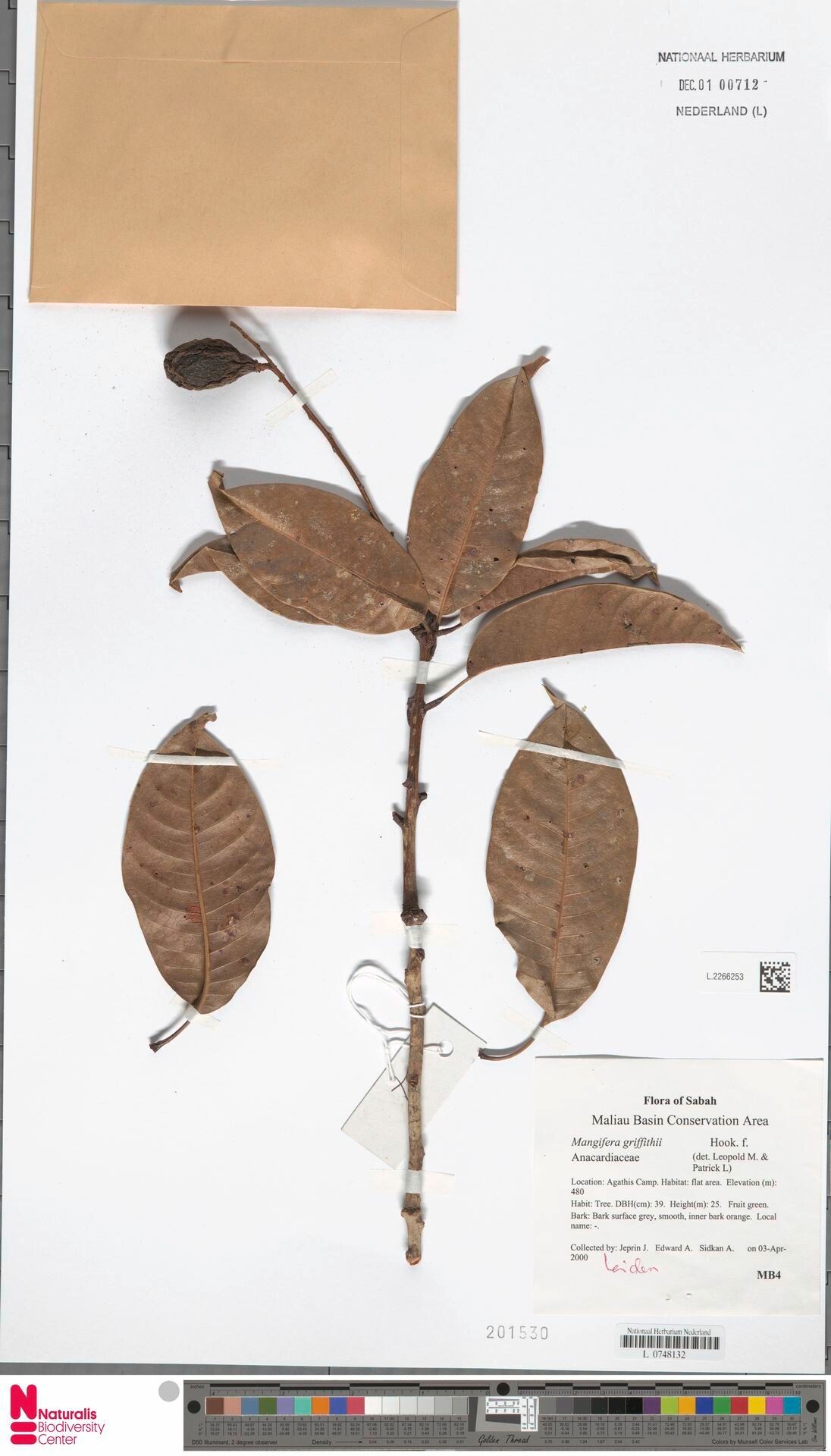 Mangifera griffithii