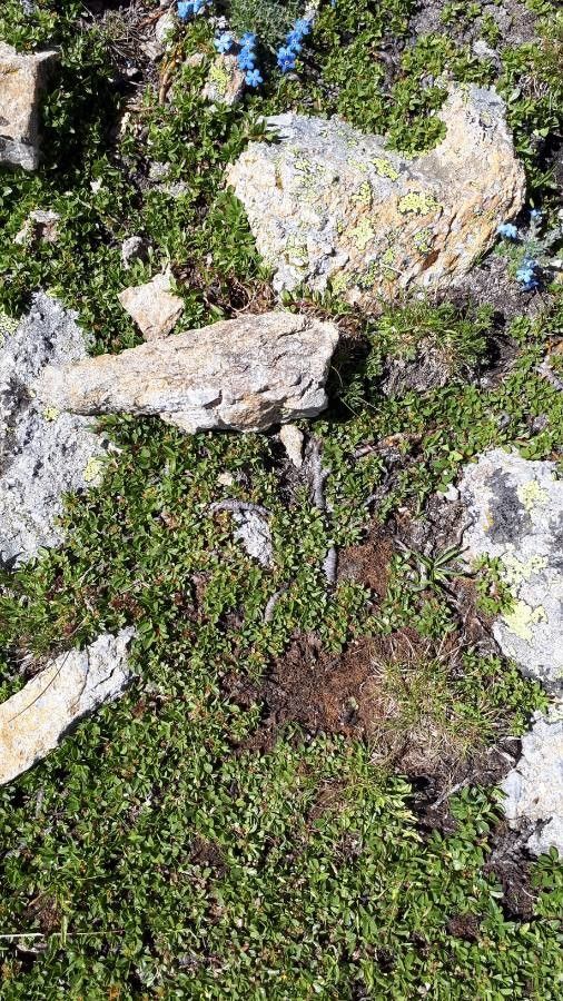 Salix serpyllifolia flower