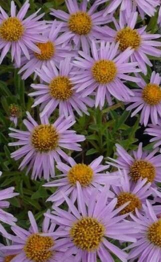 Aster likiangensis — houseplant care guide