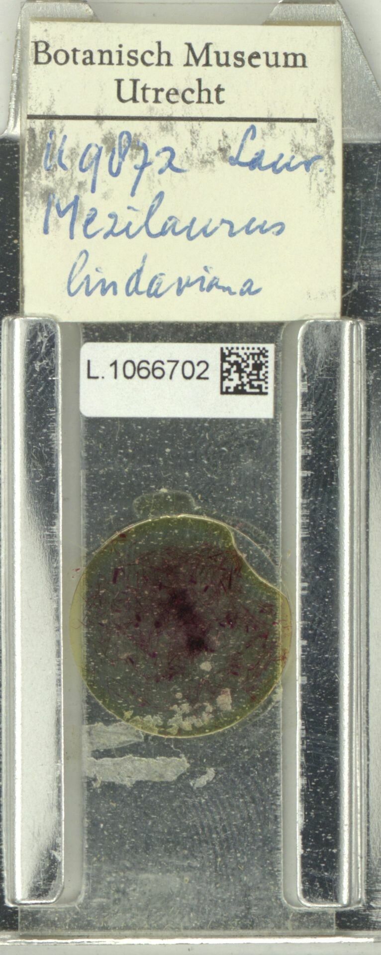 Mezilaurus lindaviana fruit