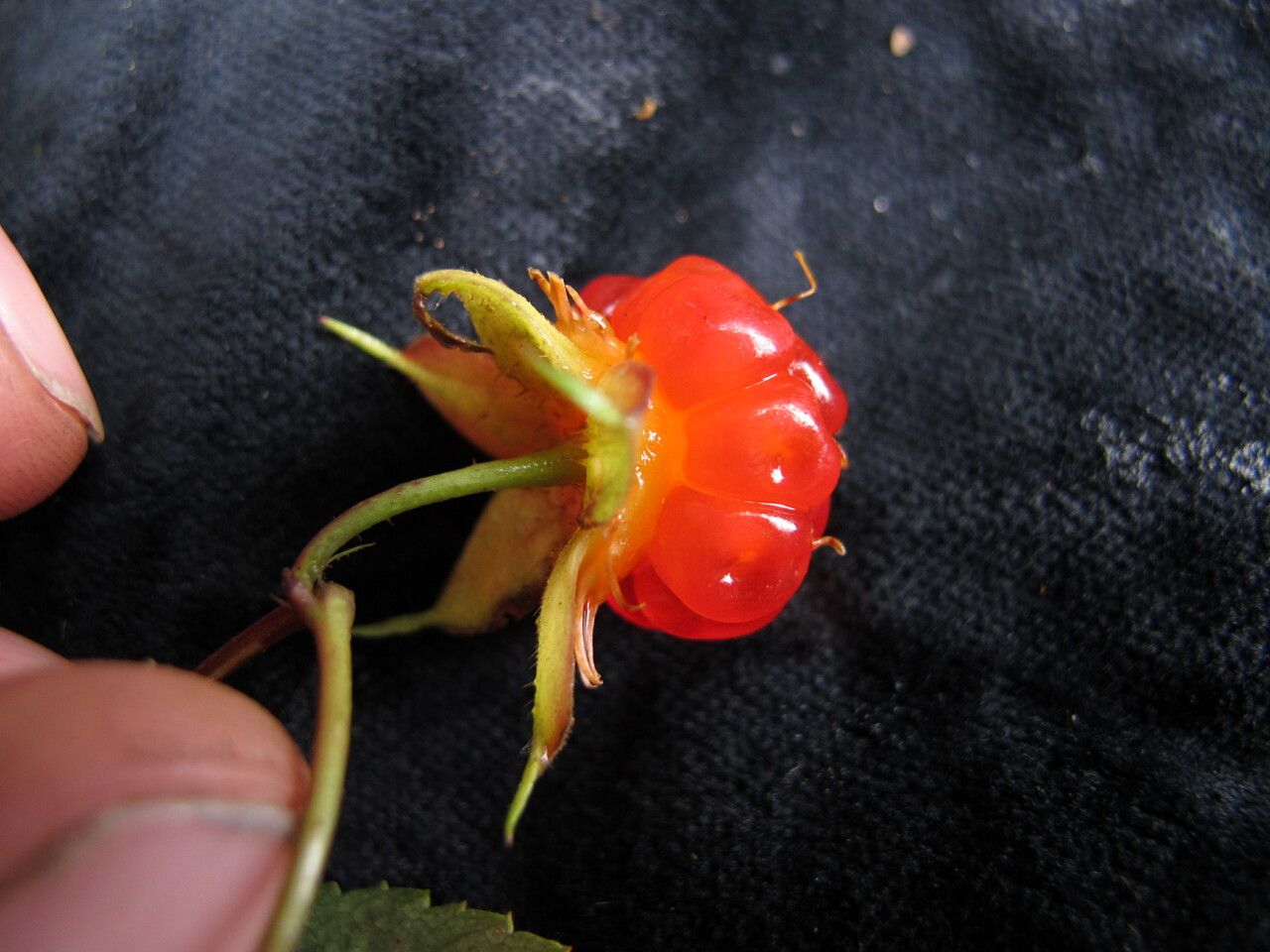 Rubus pentagonus fruit