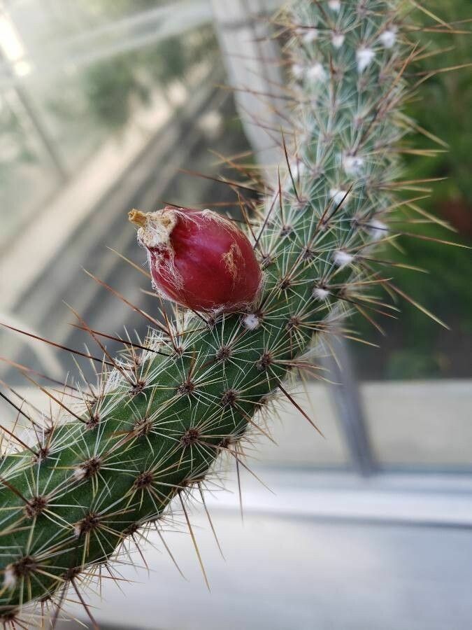 Cleistocactus baumannii fruit