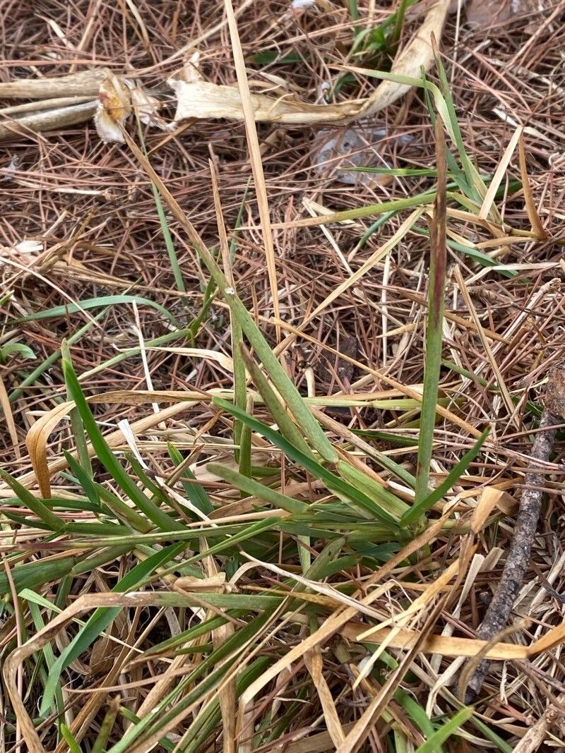 Chloris truncata leaf