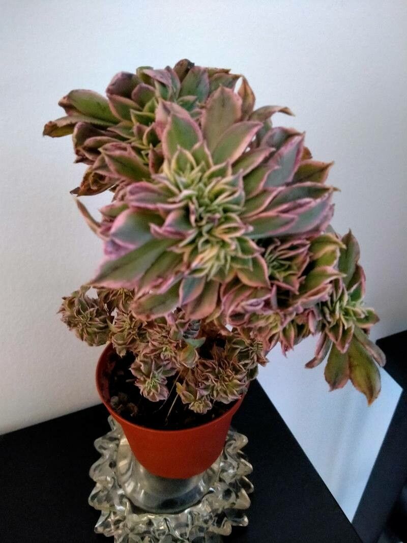 Aeonium decorum bark