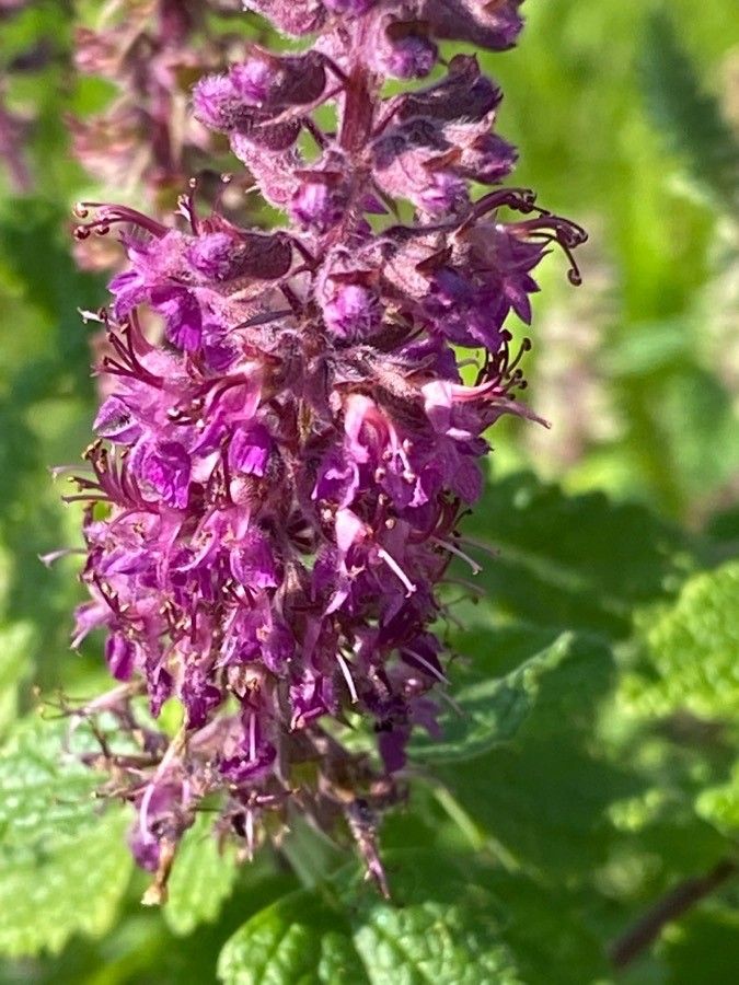 Teucrium hircanicum flower
