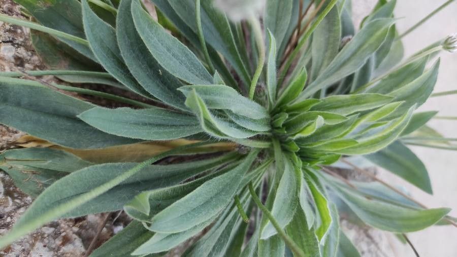 Plantago lagopus leaf